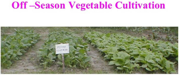 Vegetable Excellence Centers