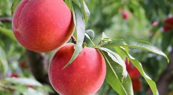 Peach Varieties