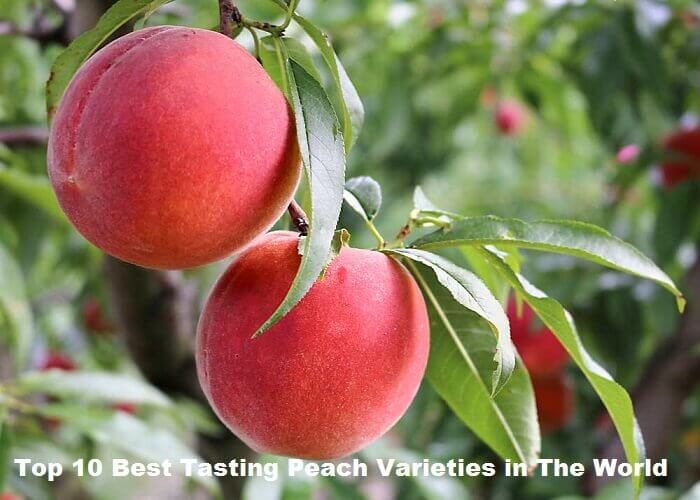 Peach Varieties