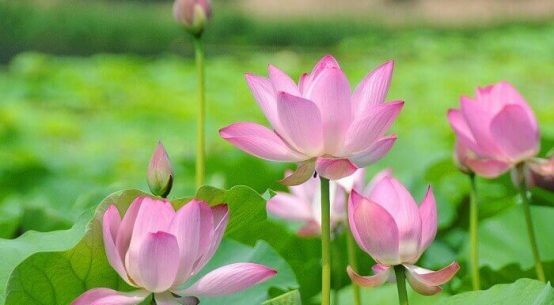 Lotus Flower