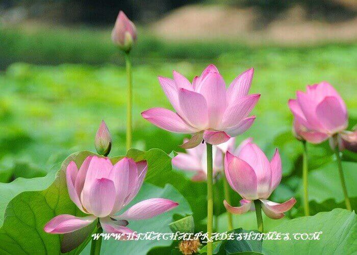 Lotus Flower