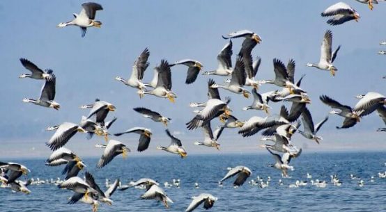 Wildlife In Himachal Pradesh