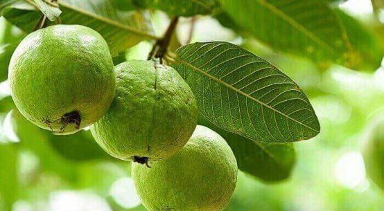 Guava Fruit