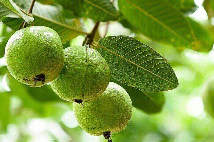 Guava Fruit