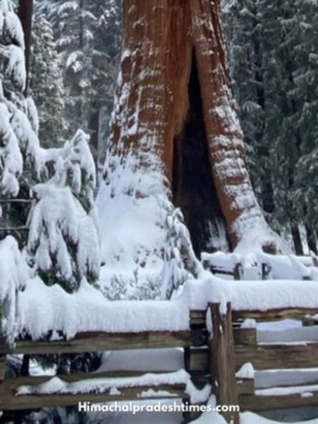 Best Places for Snow in California