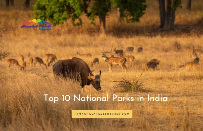 Top 10 National Parks in India