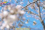Cherry Blossoms DC