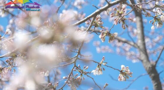 Cherry Blossoms DC