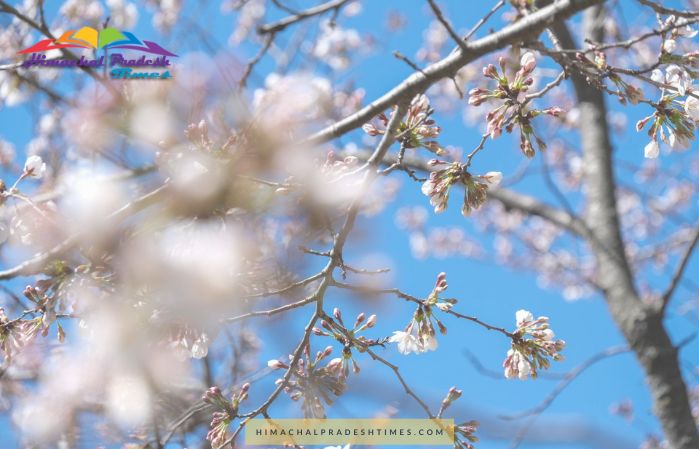 Cherry Blossoms DC